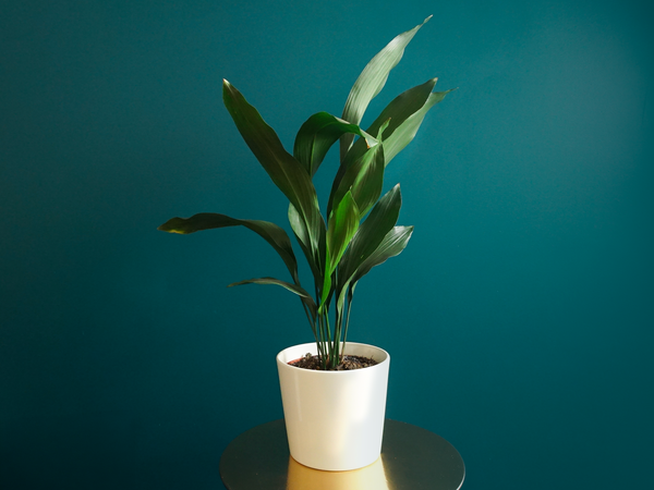 Aspidistra | Aspidistra elatior