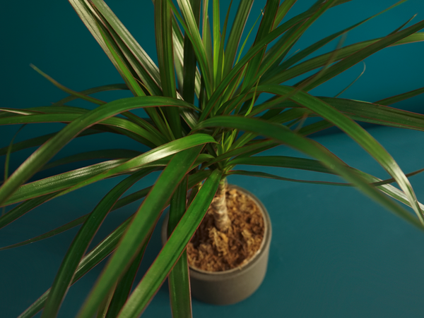 Dracena Dracaena magenta