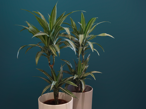dracena floare Dracena Dracaena