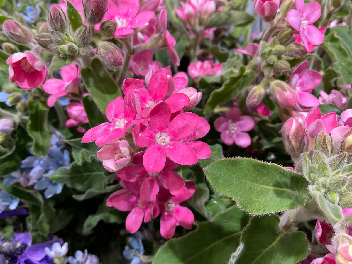 Tvīdija | Oxypetalum caeruleum |