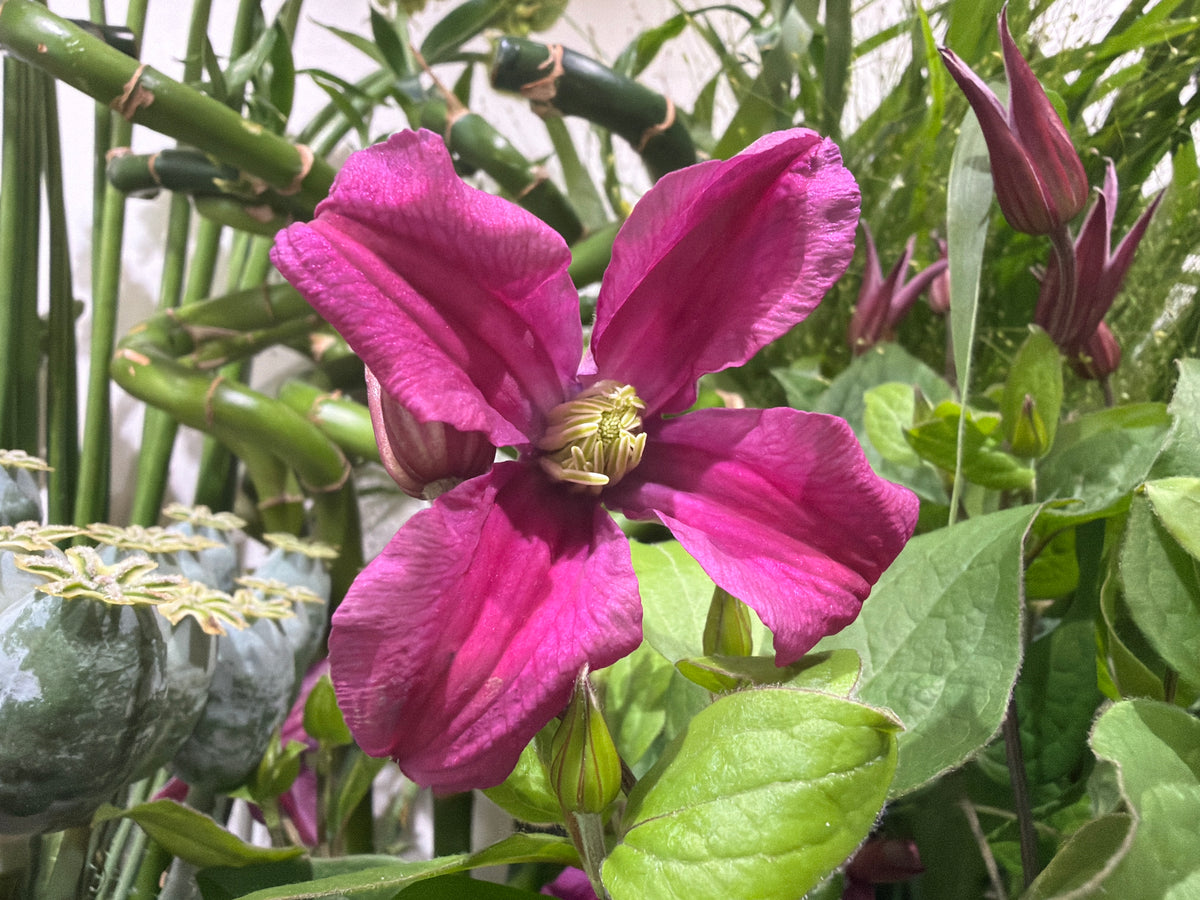 Mežvītenis | Clematis |