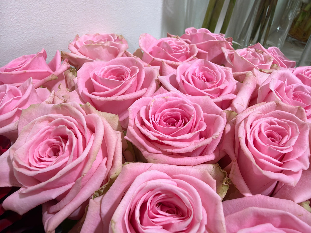 Roses | Rosa | + variants |