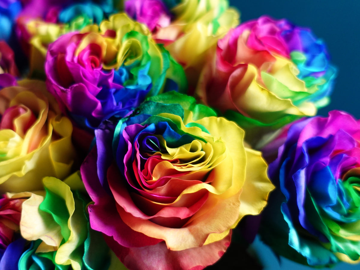 Krāsotās Rozes | Rosa Hybrida | + varianti |