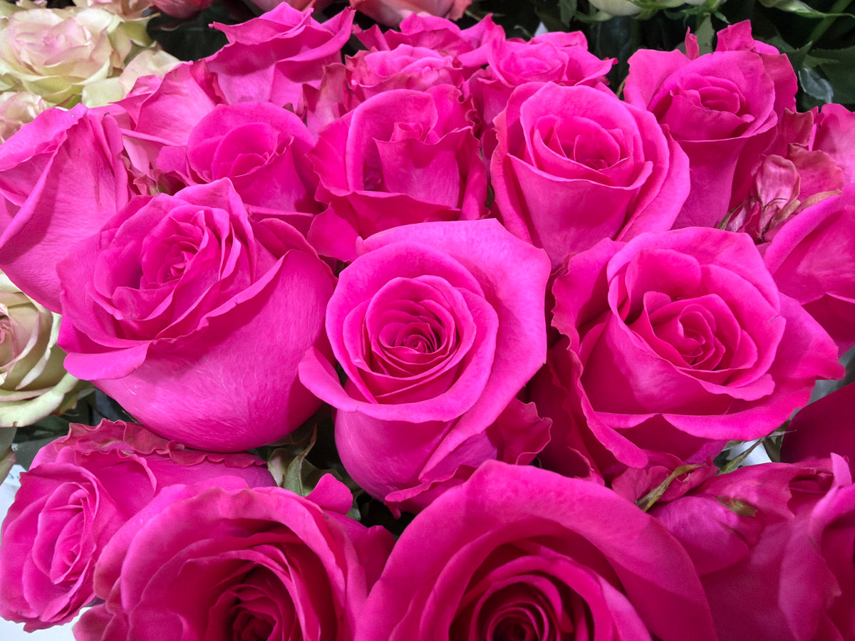Roses | Rosa | + variants |