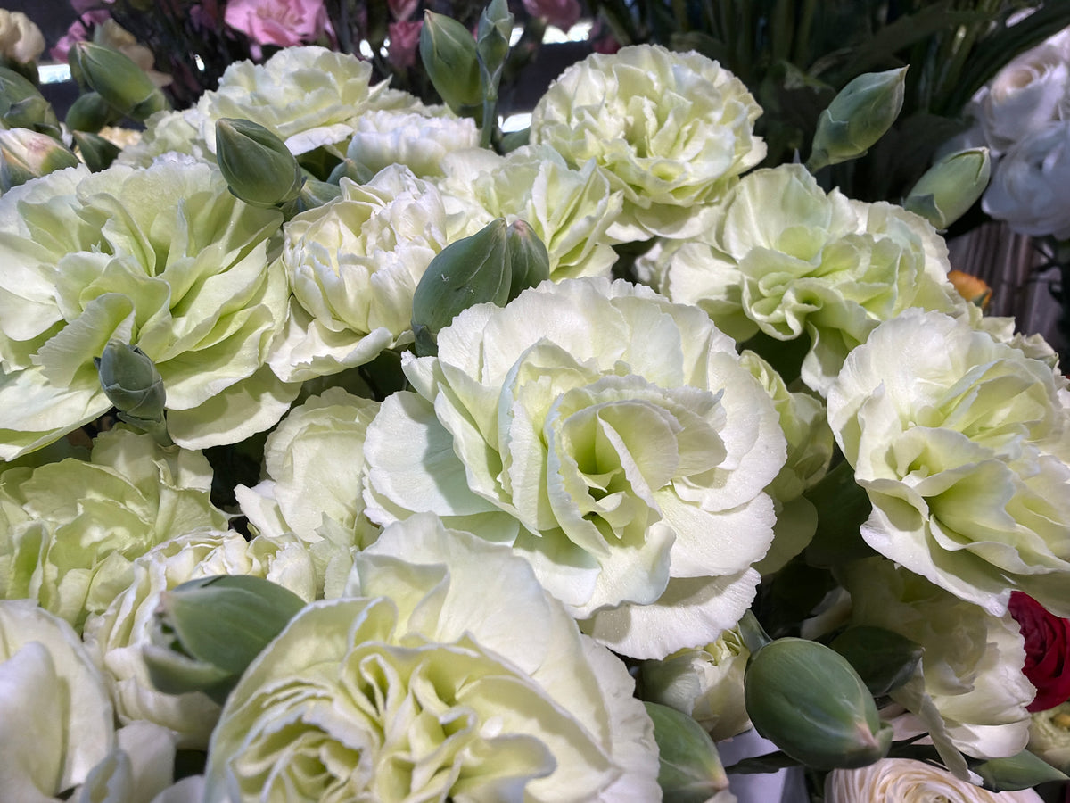 Sīkziedu neļķes | Dianthus Caryophyllus |