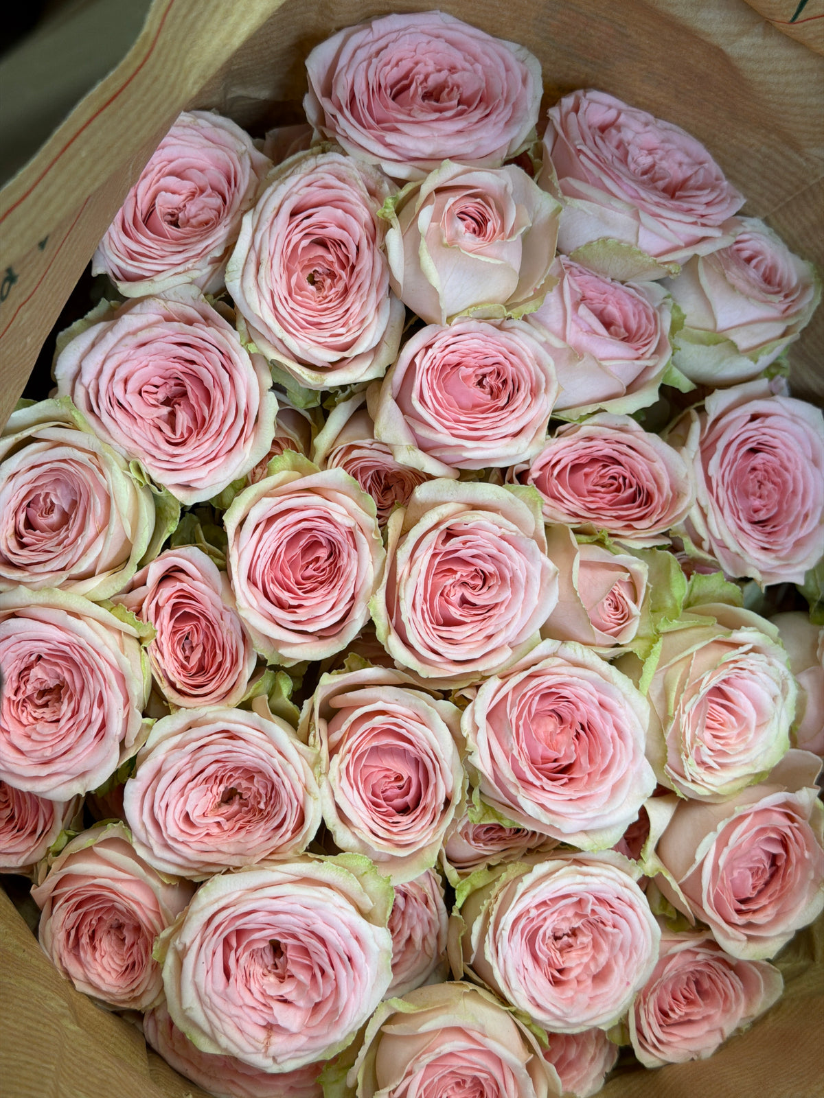 Rose bushes | Rosa rugosa | + variants |