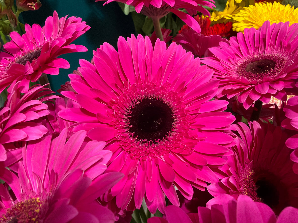 Gerberas | Gerbera |