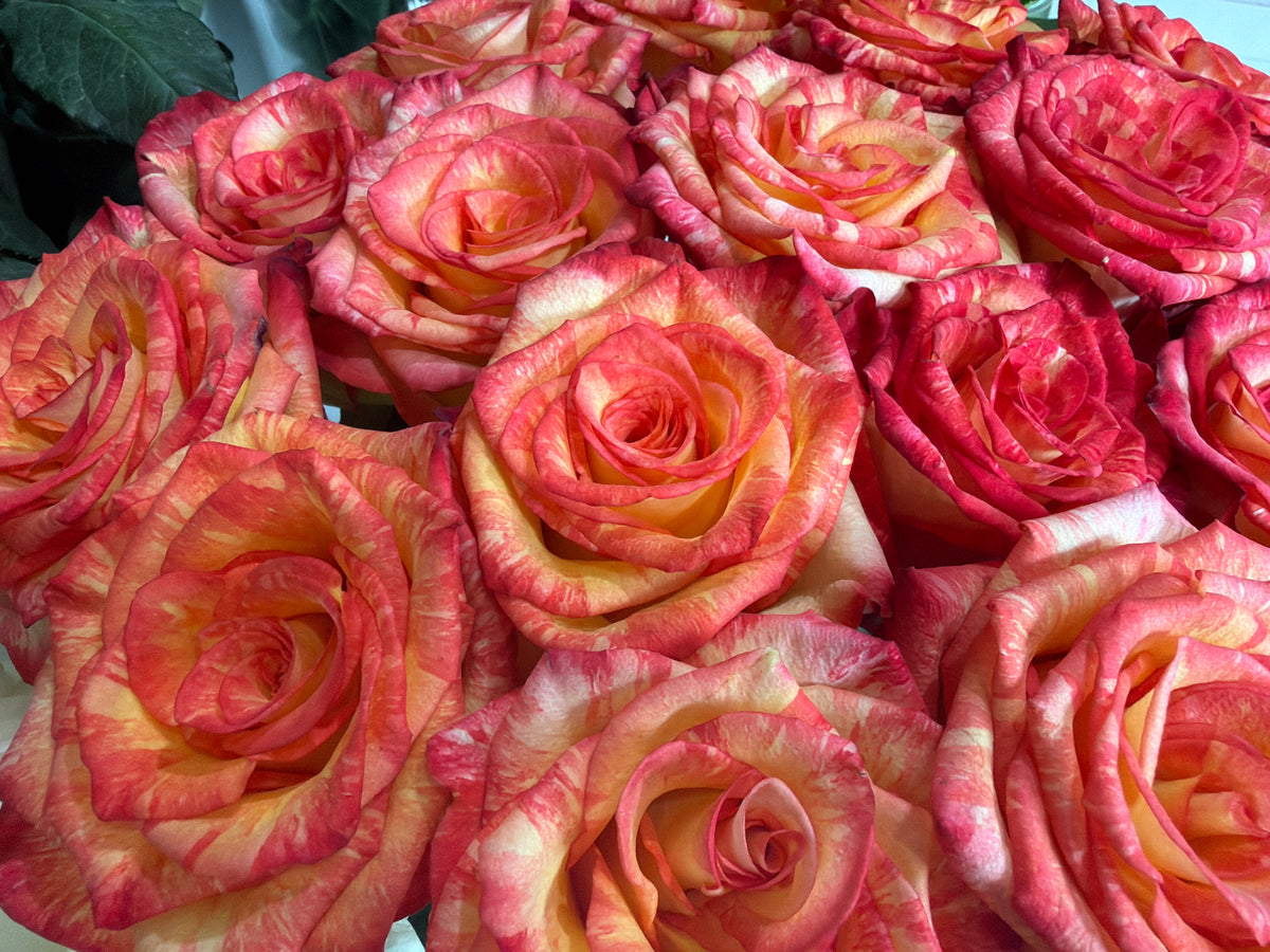 Roses | Rosa | + variants |