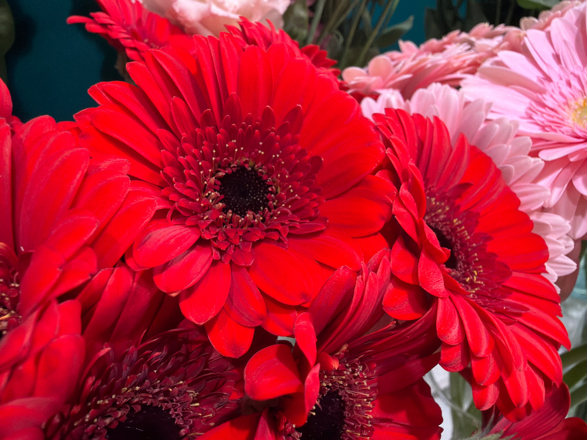 Mini gerberas | Germini |