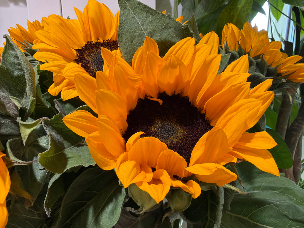 Sunflowers Helianthus annuus
