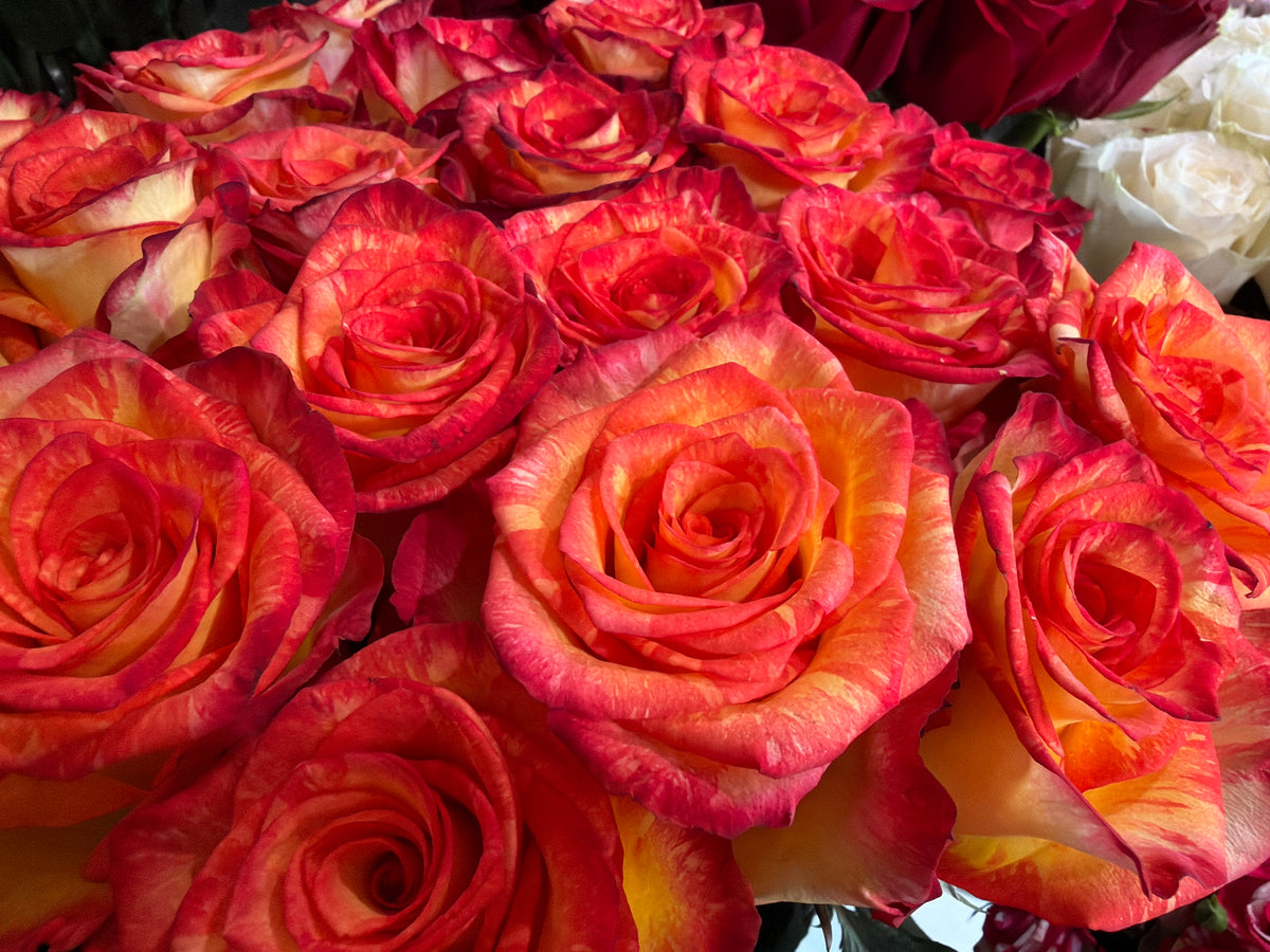 Roses | Rosa | + variants |