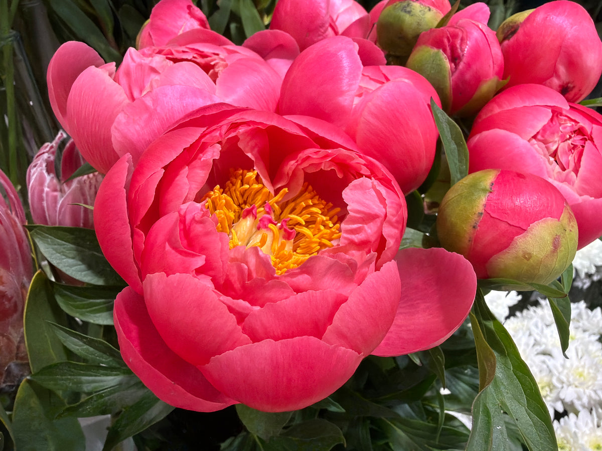 Peonija | Paeonia |