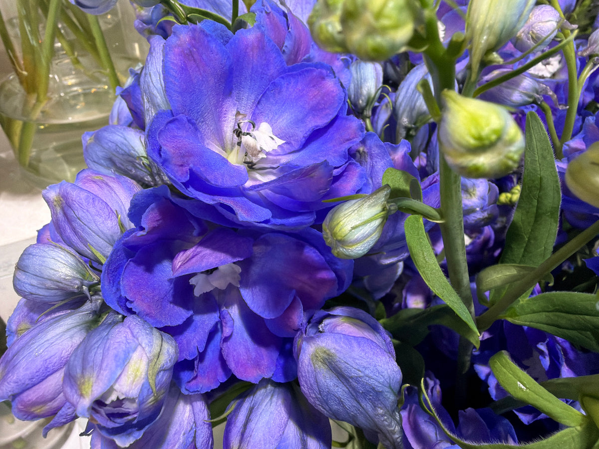 Delfīnijas | Delphinium |