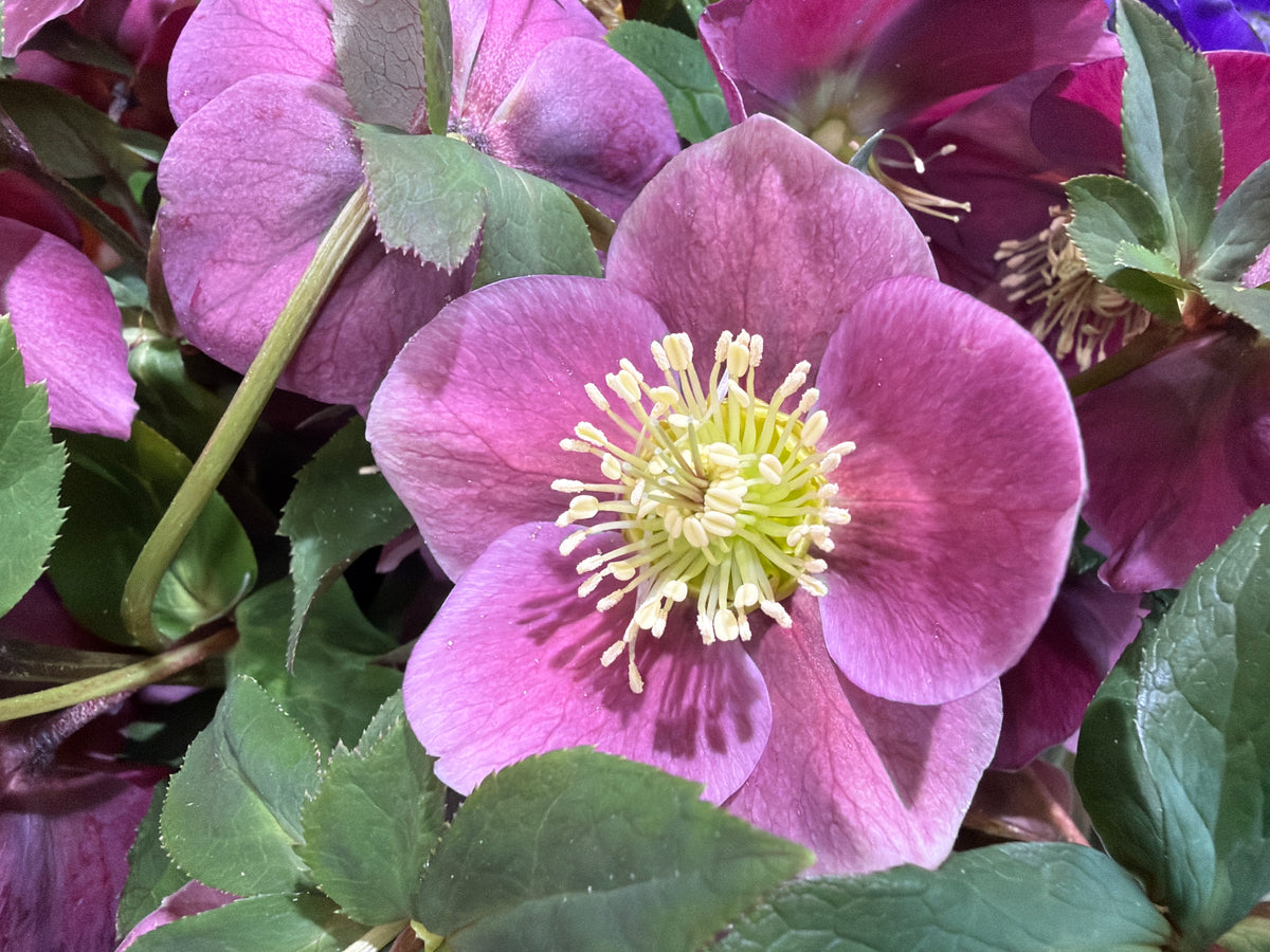Sniega rozes | Helleborus |