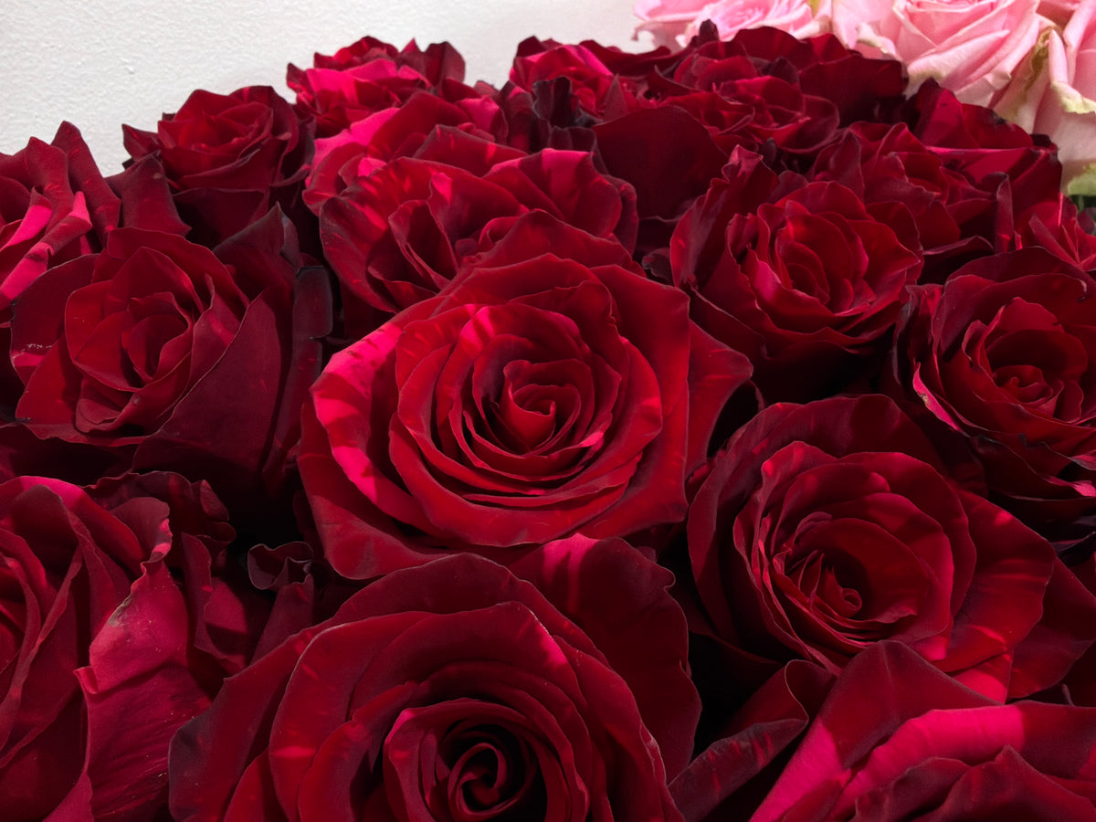 Roses | Rosa | + variants |