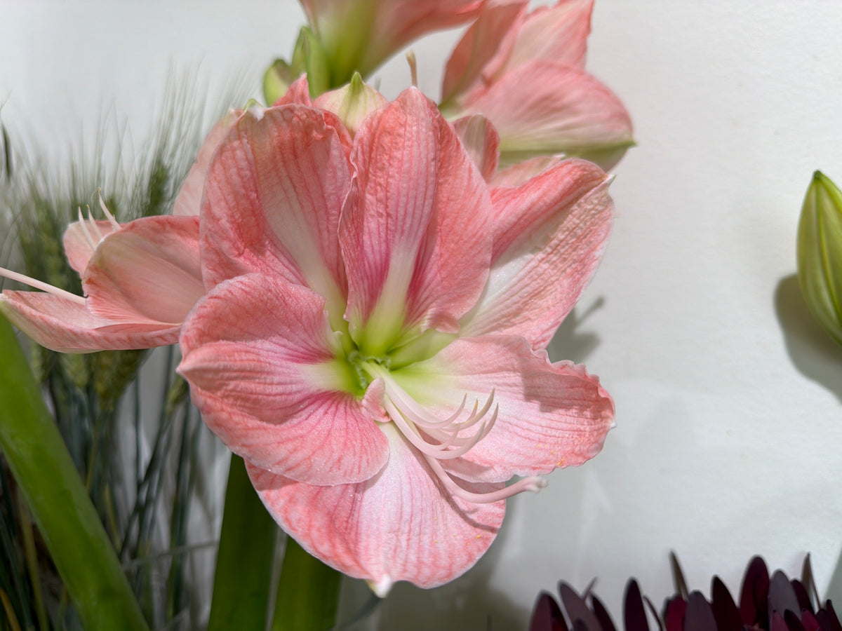 Amarillis Amaryllis |