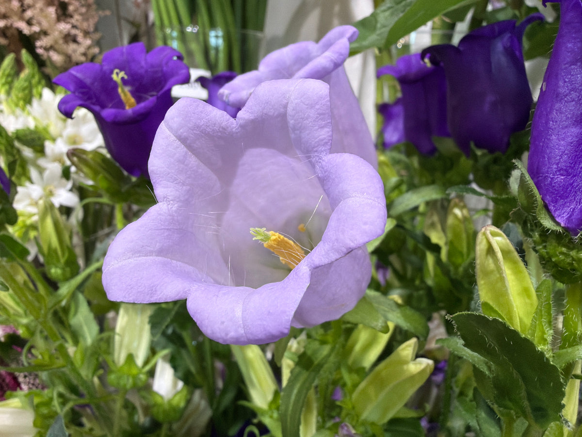 Pulkstenītes | Campanula |