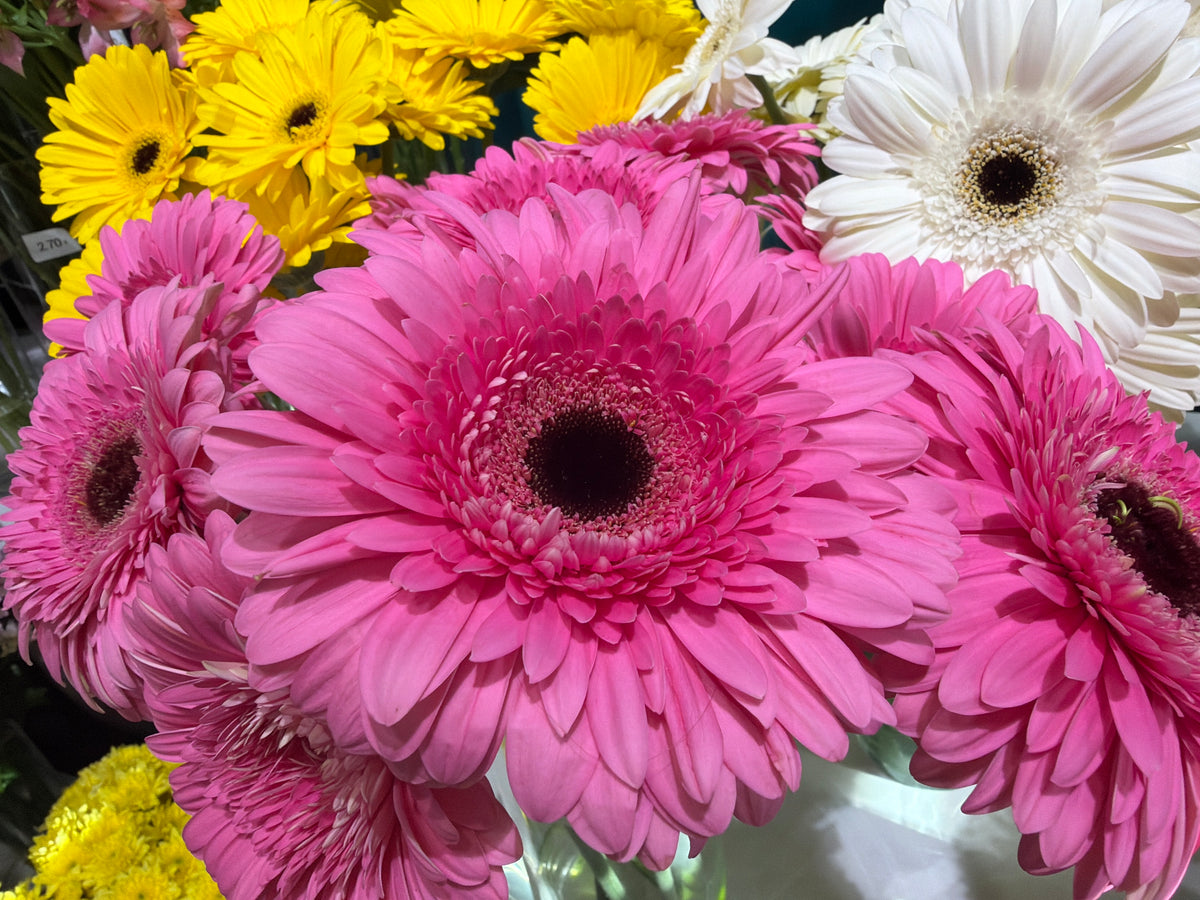 Gerberas | Gerbera |