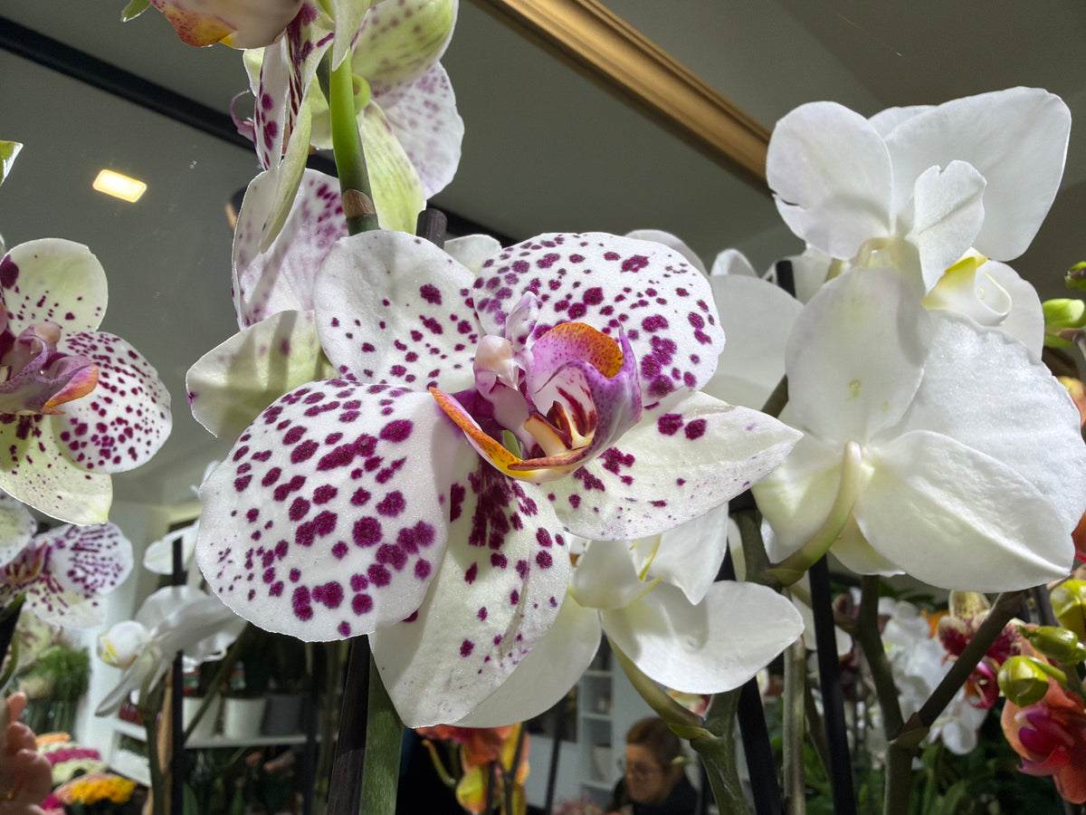 Orchids Phalaenopsis