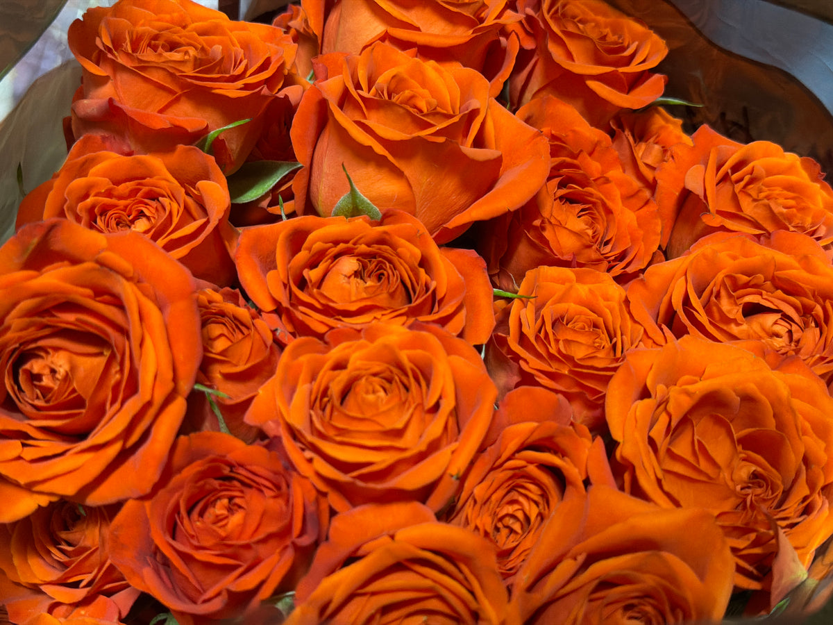 Rose bushes | Rosa rugosa | + variants |