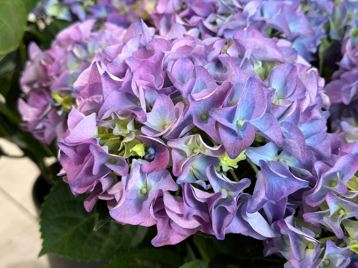 Hortenzija | Hydrangea |