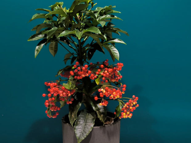 Ardīsija | Ardisia crenata |