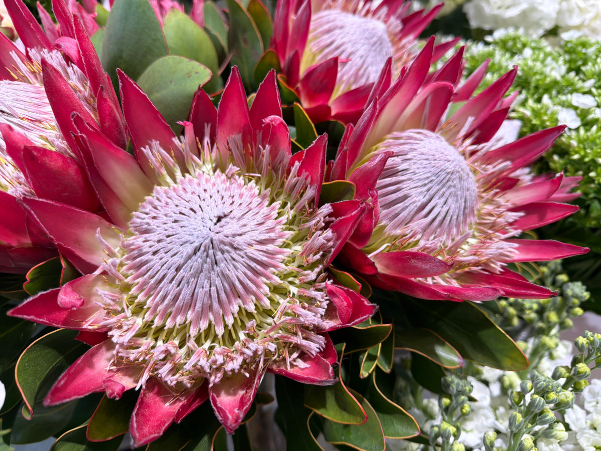 Protejas | Protea |
