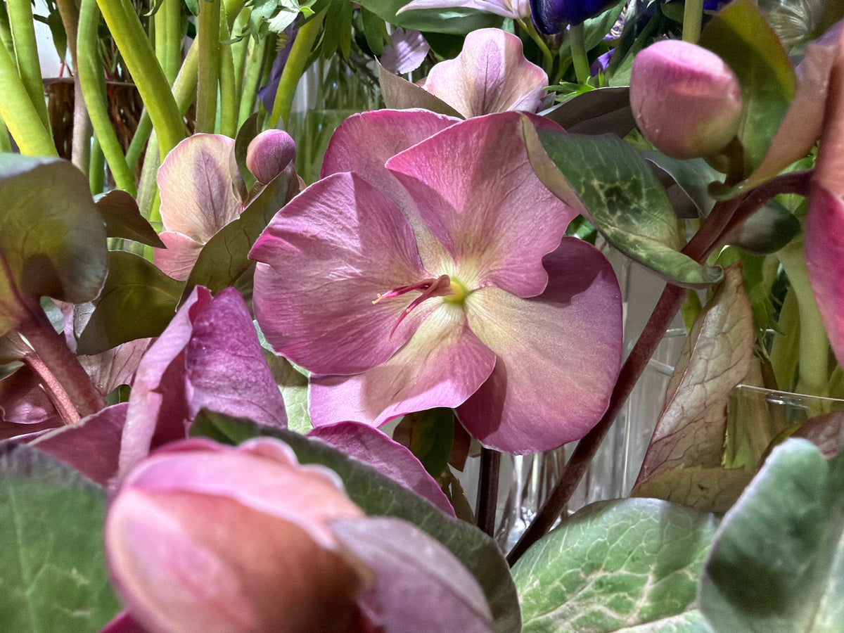 Sniega rozes | Helleborus |