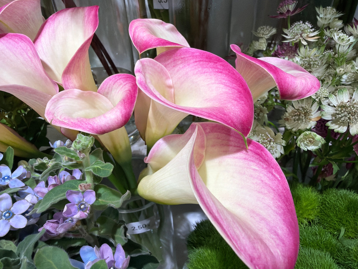 Kallas | Zantedeschia |