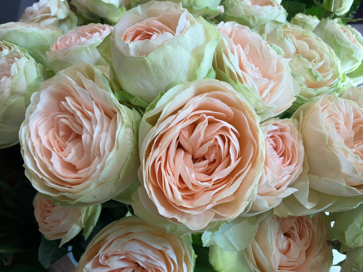 Rose bushes | Rosa rugosa | + variants |