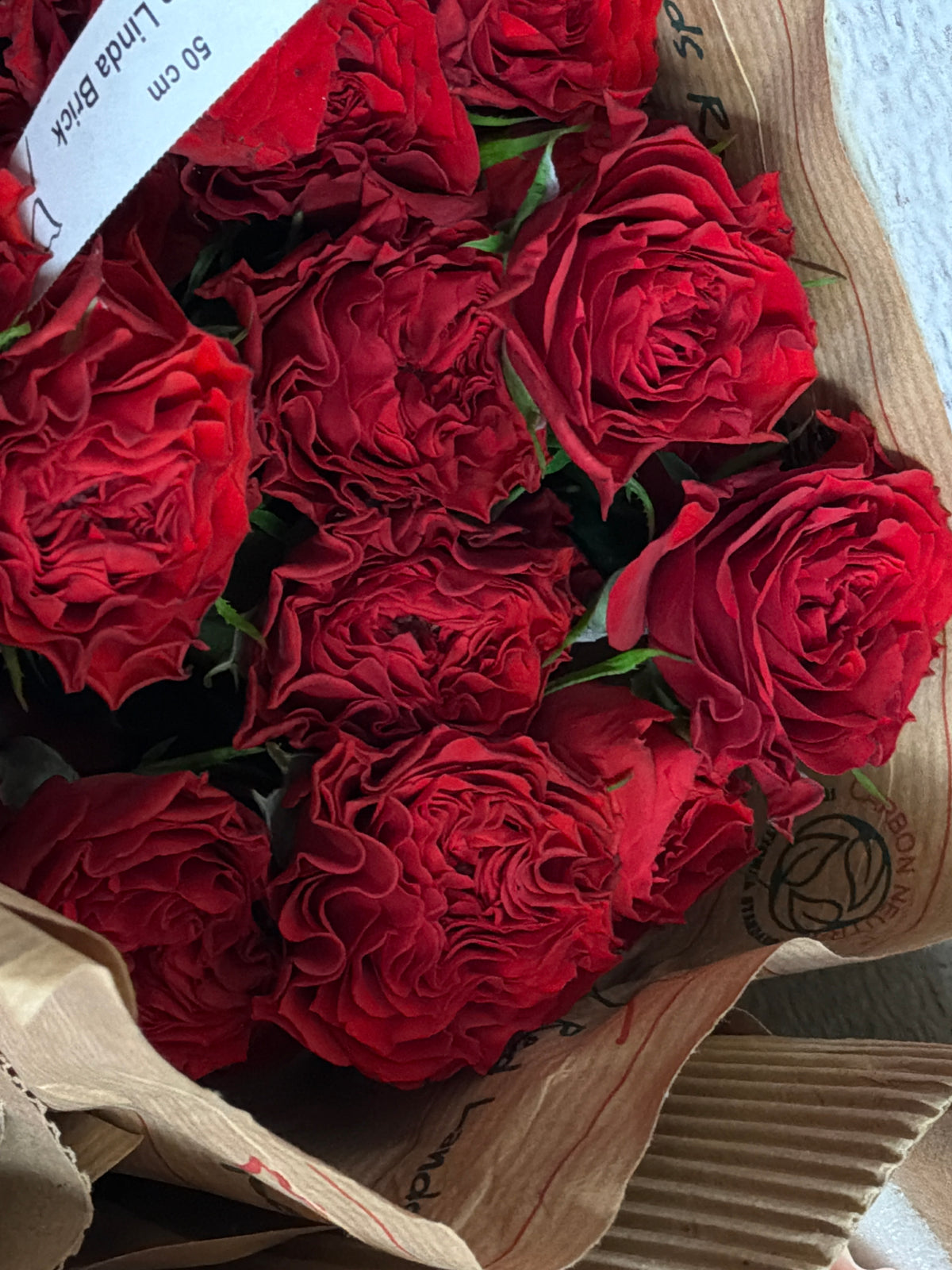 Rose bushes | Rosa rugosa | + variants |