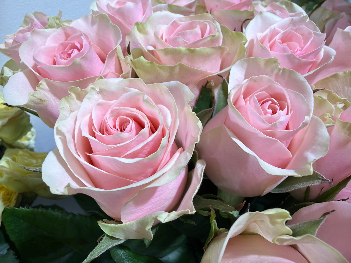 Roses | Rosa | + variants |