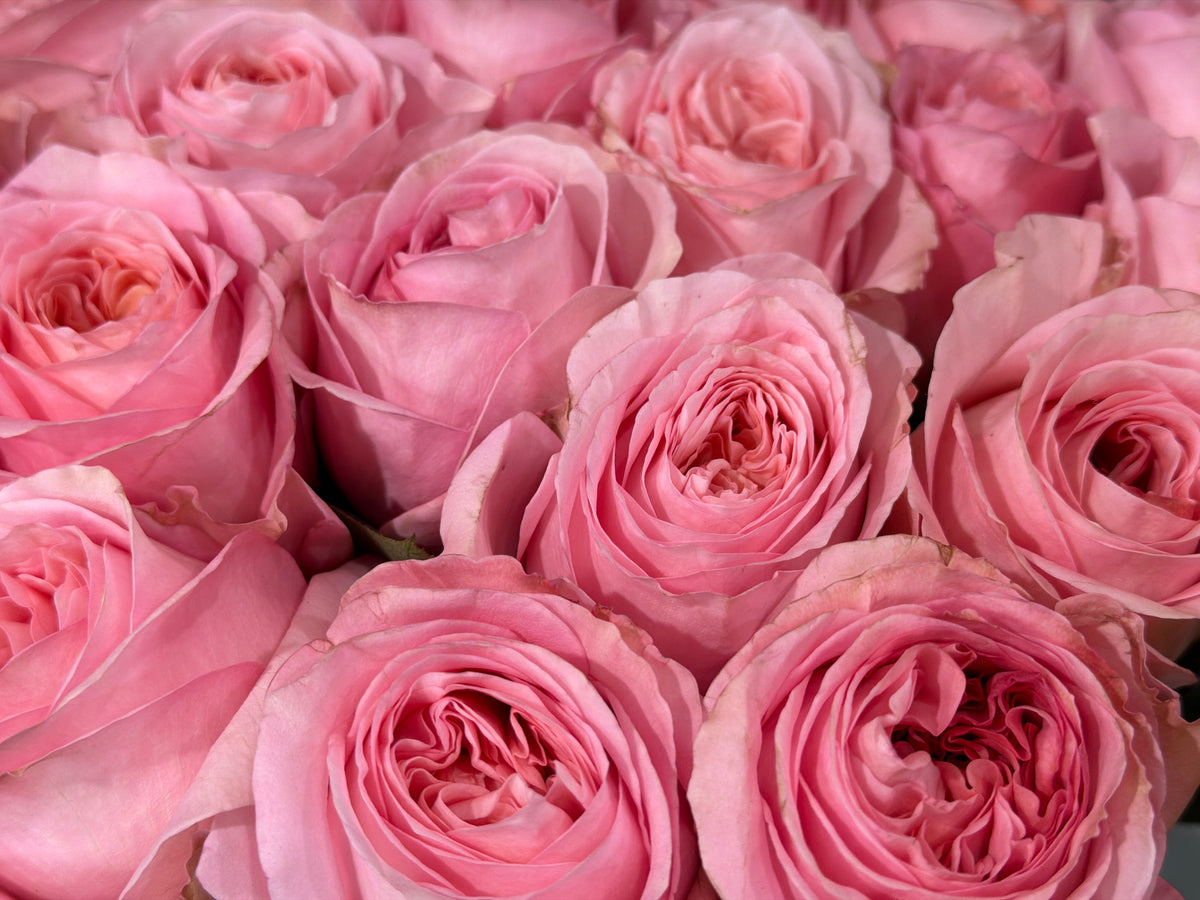 Roses | Rosa | + variants |