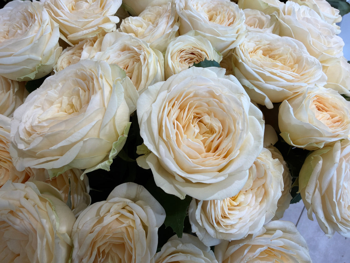 Rose bushes | Rosa rugosa | + variants |