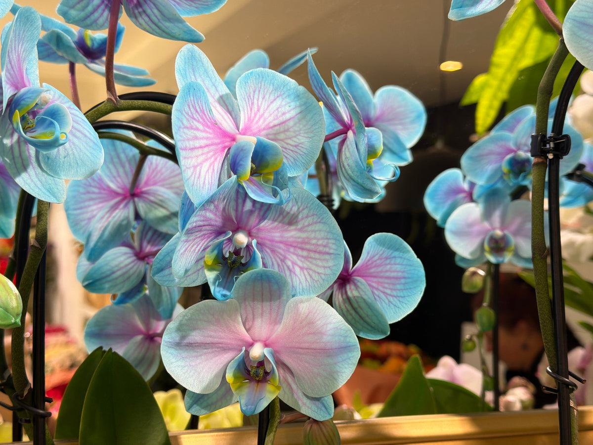 Orhideja | Phalaenopsis |