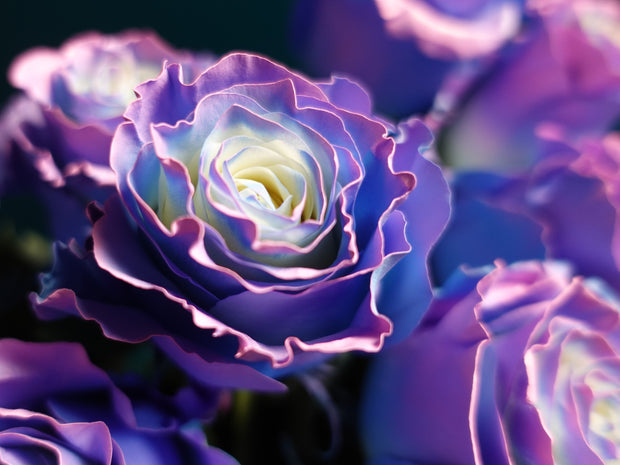 Krāsotās Rozes | Rosa Hybrida | + varianti |