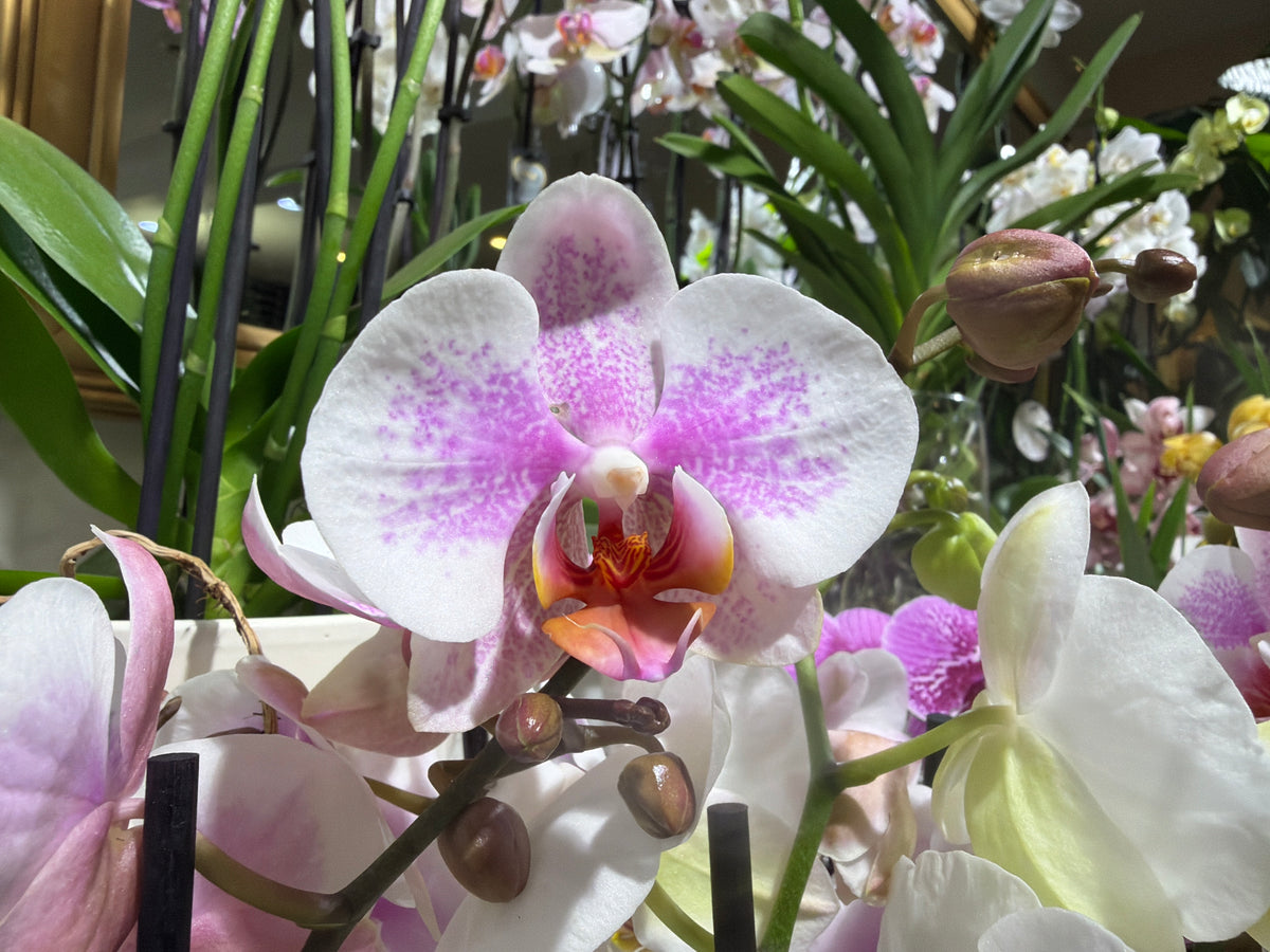 Orhideja | Phalaenopsis |