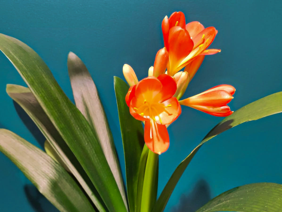 Klīvija | Clivia miniata |