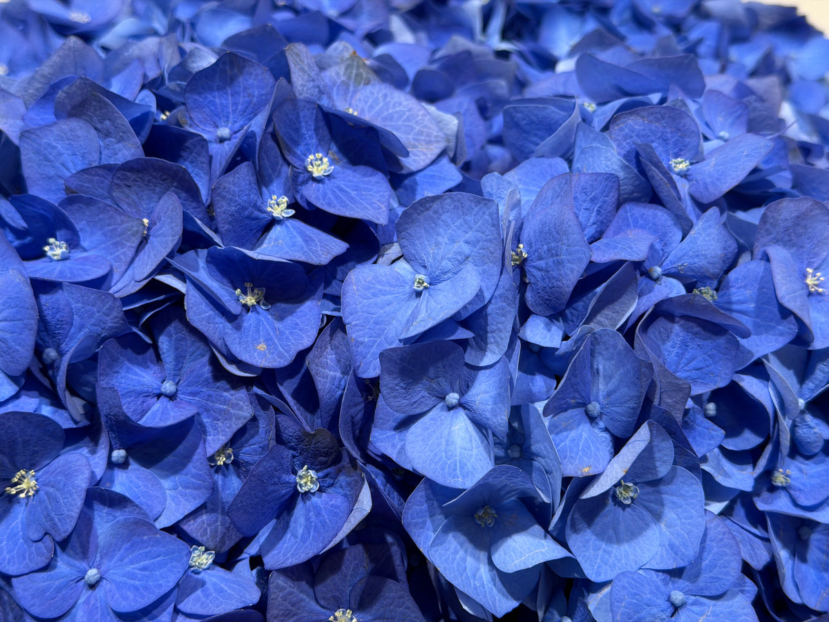 Hortenzijas | Hydrangea |