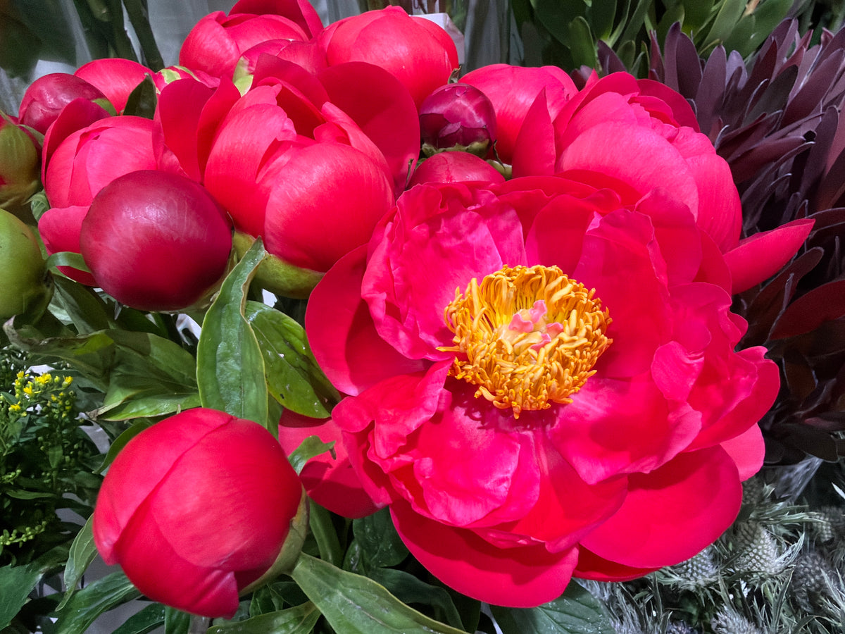 Peonija | Paeonia |