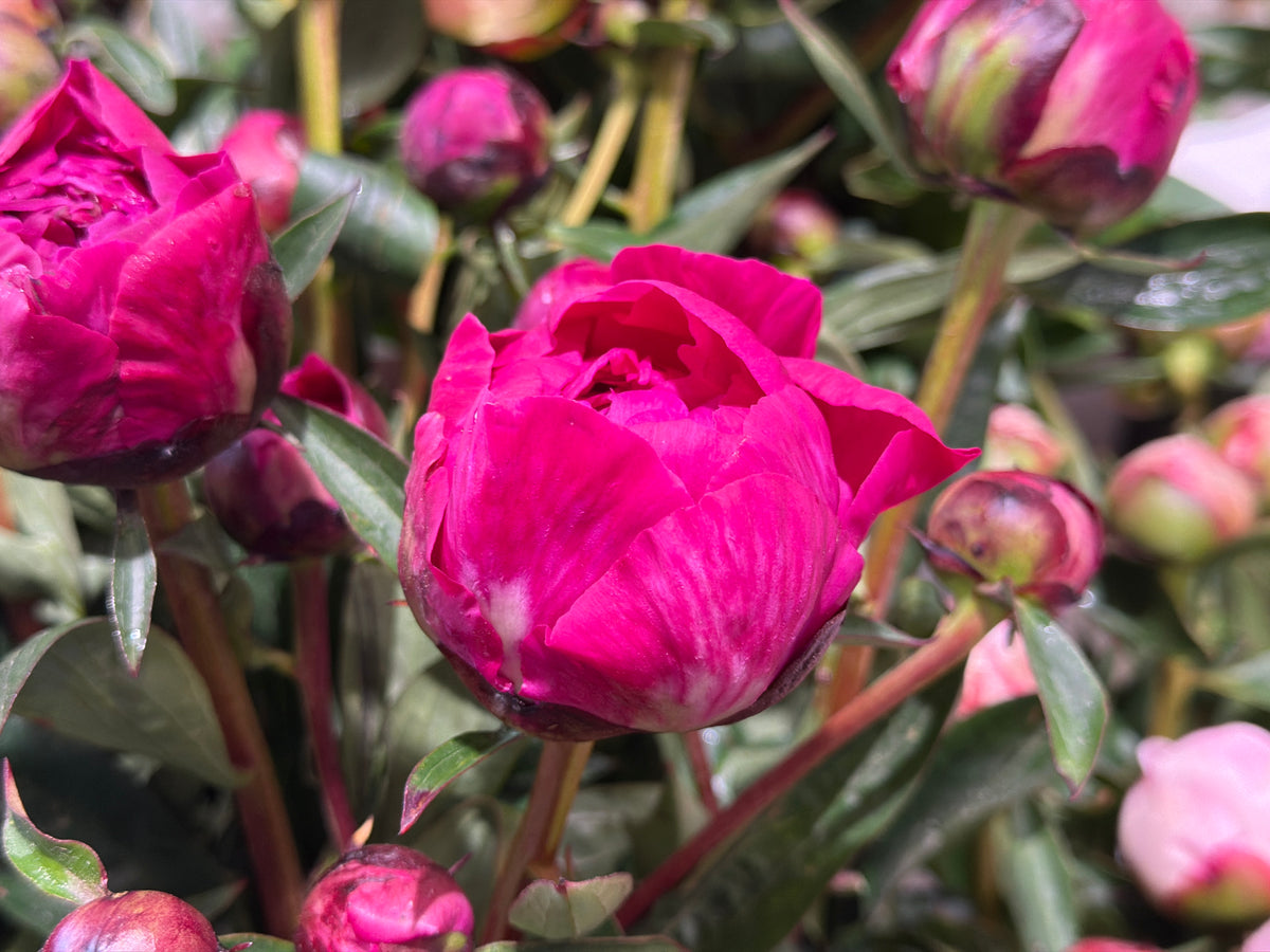 Peonija | Paeonia |