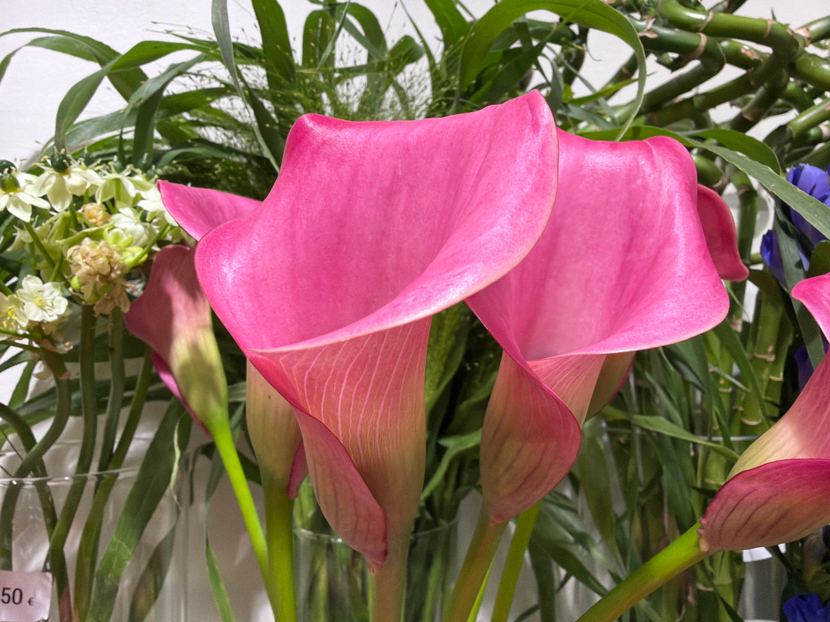 Kallas | Zantedeschia |