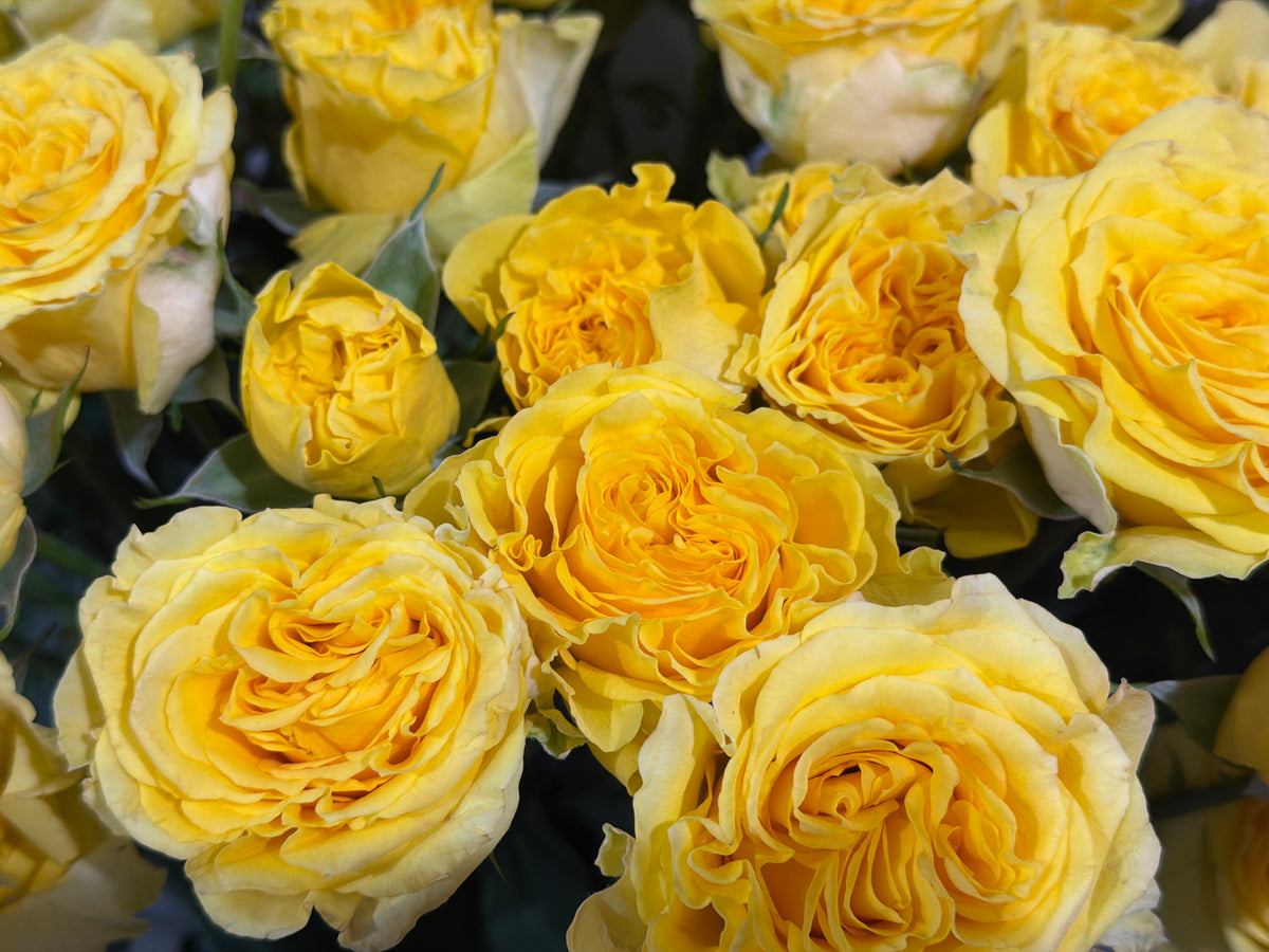 Rose bushes | Rosa rugosa | + variants |