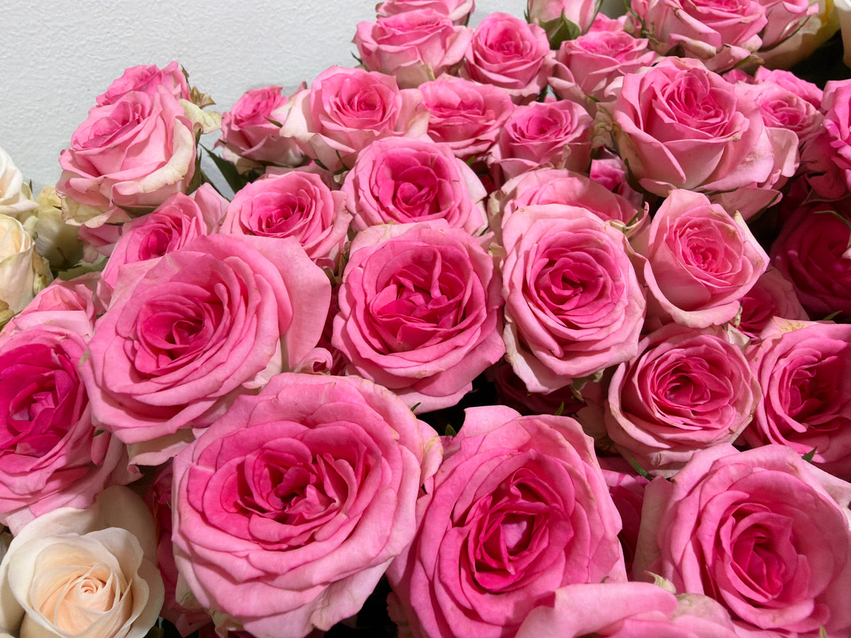Rose bushes | Rosa rugosa | + variants |