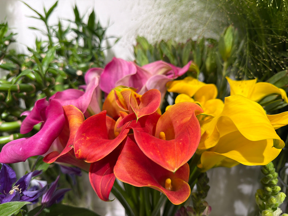 Kallas | Zantedeschia |