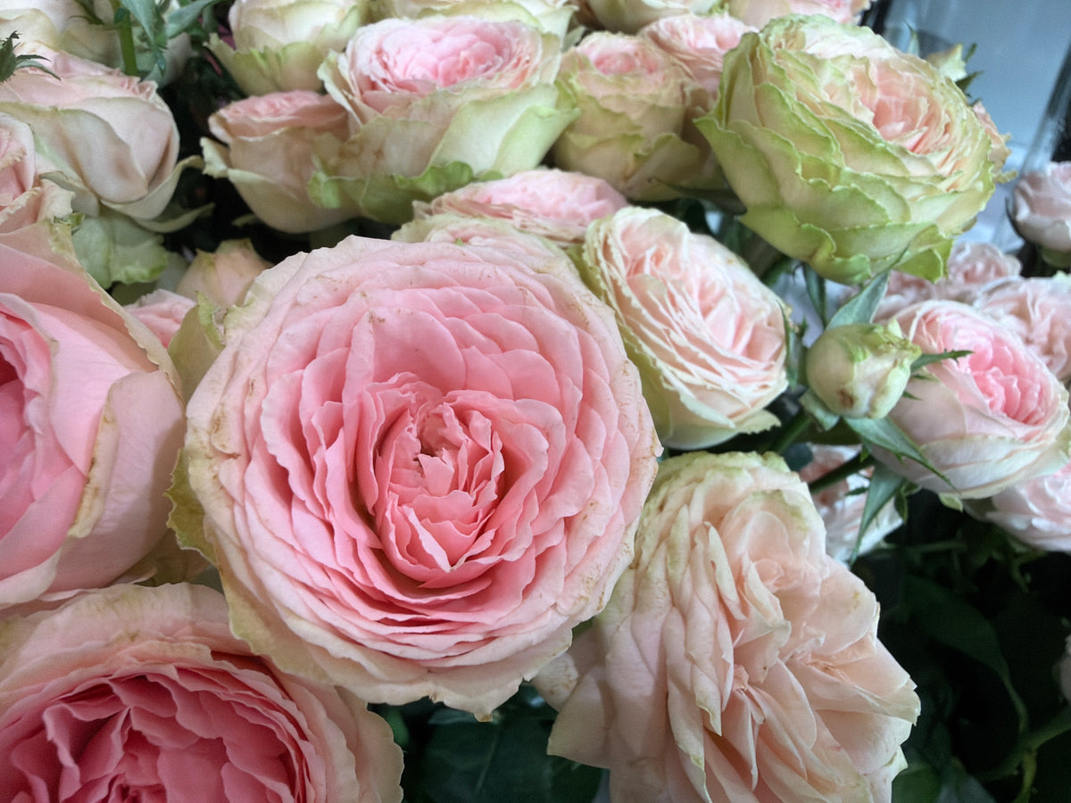 Rose bushes | Rosa rugosa | + variants |