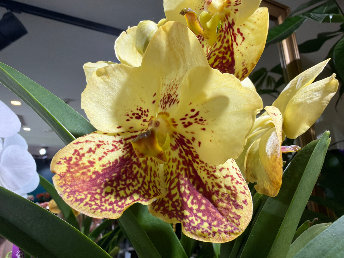 Orhideja | Vanda |