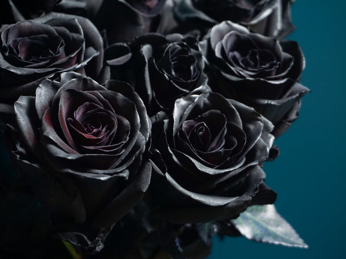 Krāsotās Rozes | Rosa Hybrida | + varianti |