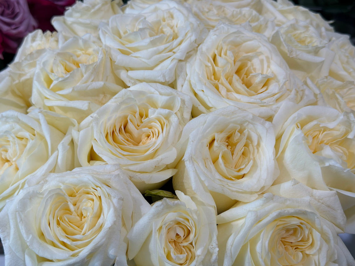 Roses | Rosa | + variants |