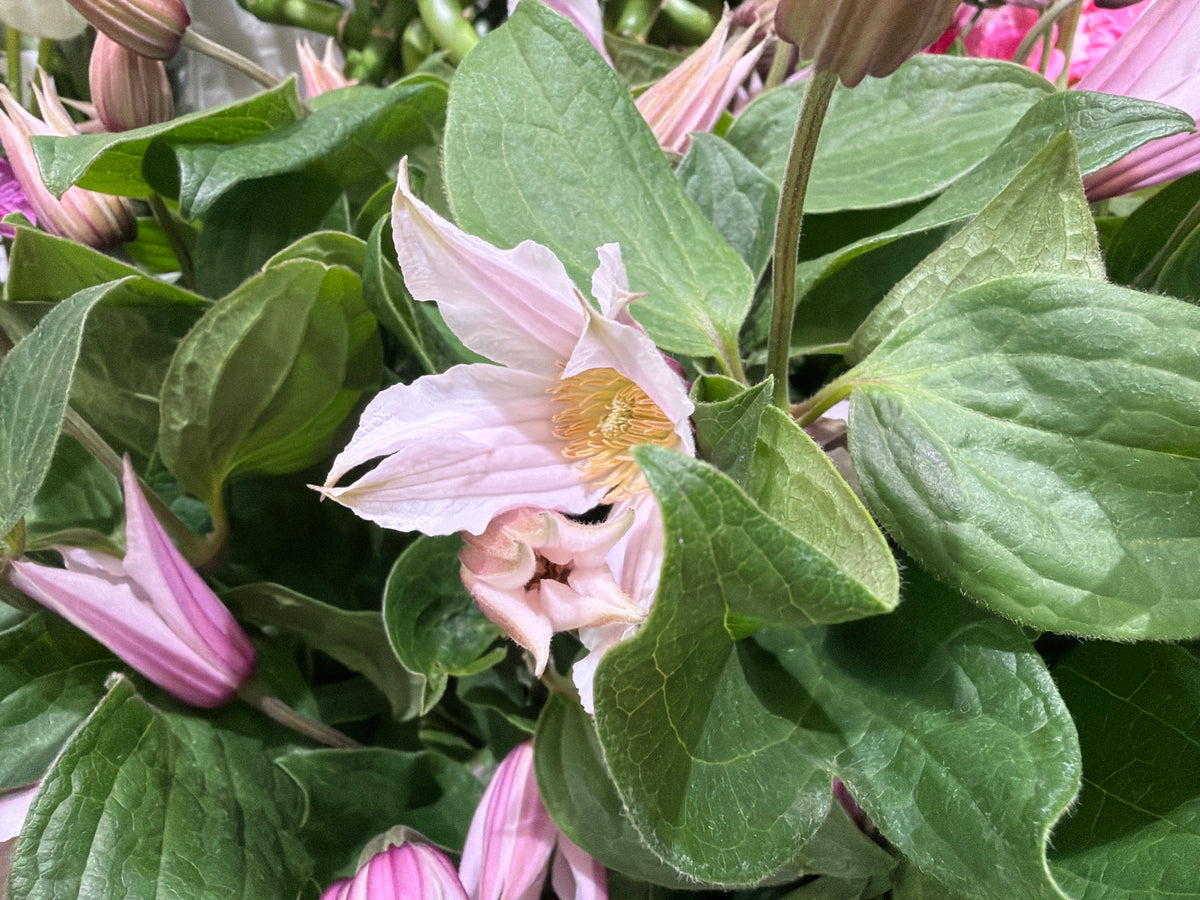 Mežvītenis | Clematis |